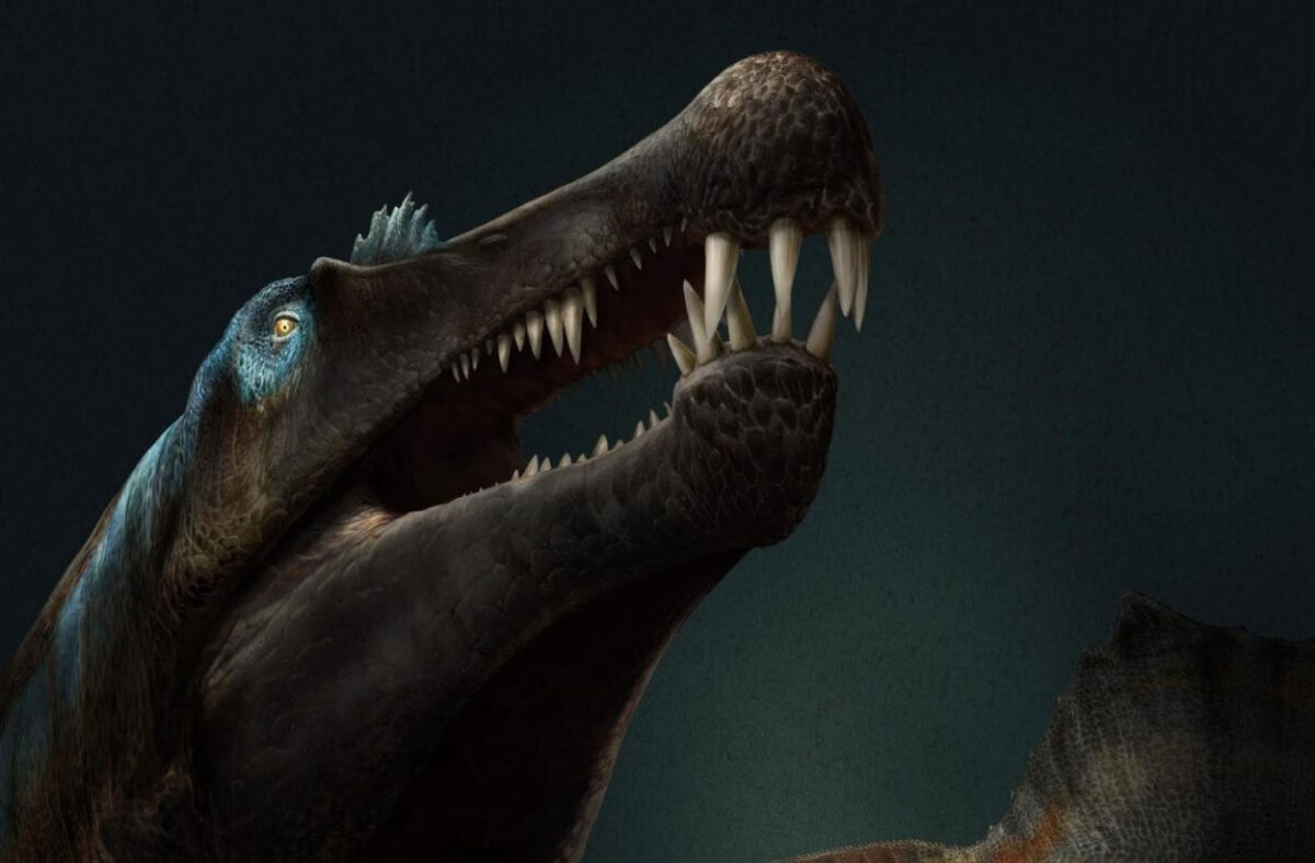 Spinosaurus. Image Credit: Davide Bonadonna
