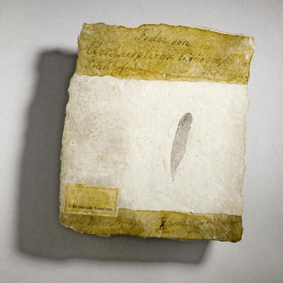 Fossil discovered at the site of four Archaeopteryx skeletons. Credit: Museum fur Naturkunde