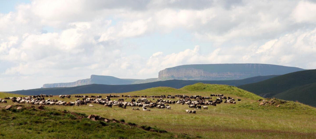 Grazing animals on Caucasus mountain pastures. Credit: Sabine Reinhold