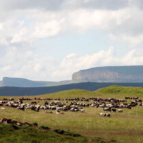 Bronze Age herders were less mobile than previously thought