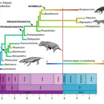 World’s greatest mass extinction triggered switch to warm-bloodedness