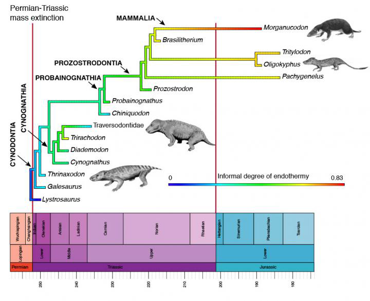 The origin of endothermy in synapsids, including the ancestors of mammals. The diagram shows the evolution of main groups through the Triassic, and the scale from blue to red is a measure of the degree of warm-bloodedness reconstructed based on different indicators of bone structure and anatomy. Credit: Credit: Mike Benton, University of Bristol. Animal images are by Nobu Tamura, Wikimedia.