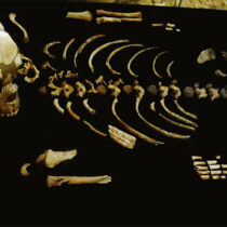 Newborn Neanderthals had a robust and broad thoracic cage
