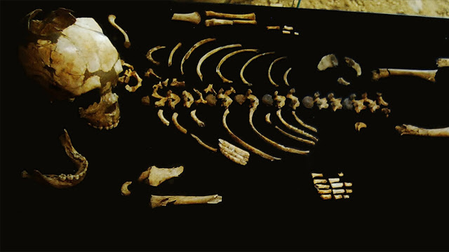 Partial skeleton of a roughly 2.5-year-old Neanderthal found in France in 1961. Credit: Leo Fyllnet/WikiCommons