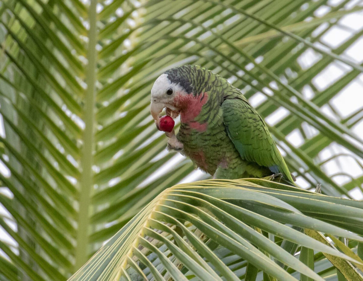 The Abaco parrot once lived on as many as seven islands in the Bahamas, but now can mainly be found only on two islands. Credit: Kamella Boullé/Macaulay Library