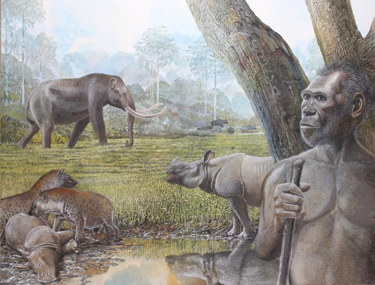 Artist's reconstruction of a savannah in Middle Pleistocene Southeast Asia. In the foreground Homo erectus, stegodon, hyenas, and Asian rhinos are depicted. Water buffalo can be seen at the edge of a riparian forest in the background. Credit: Peter Schouten