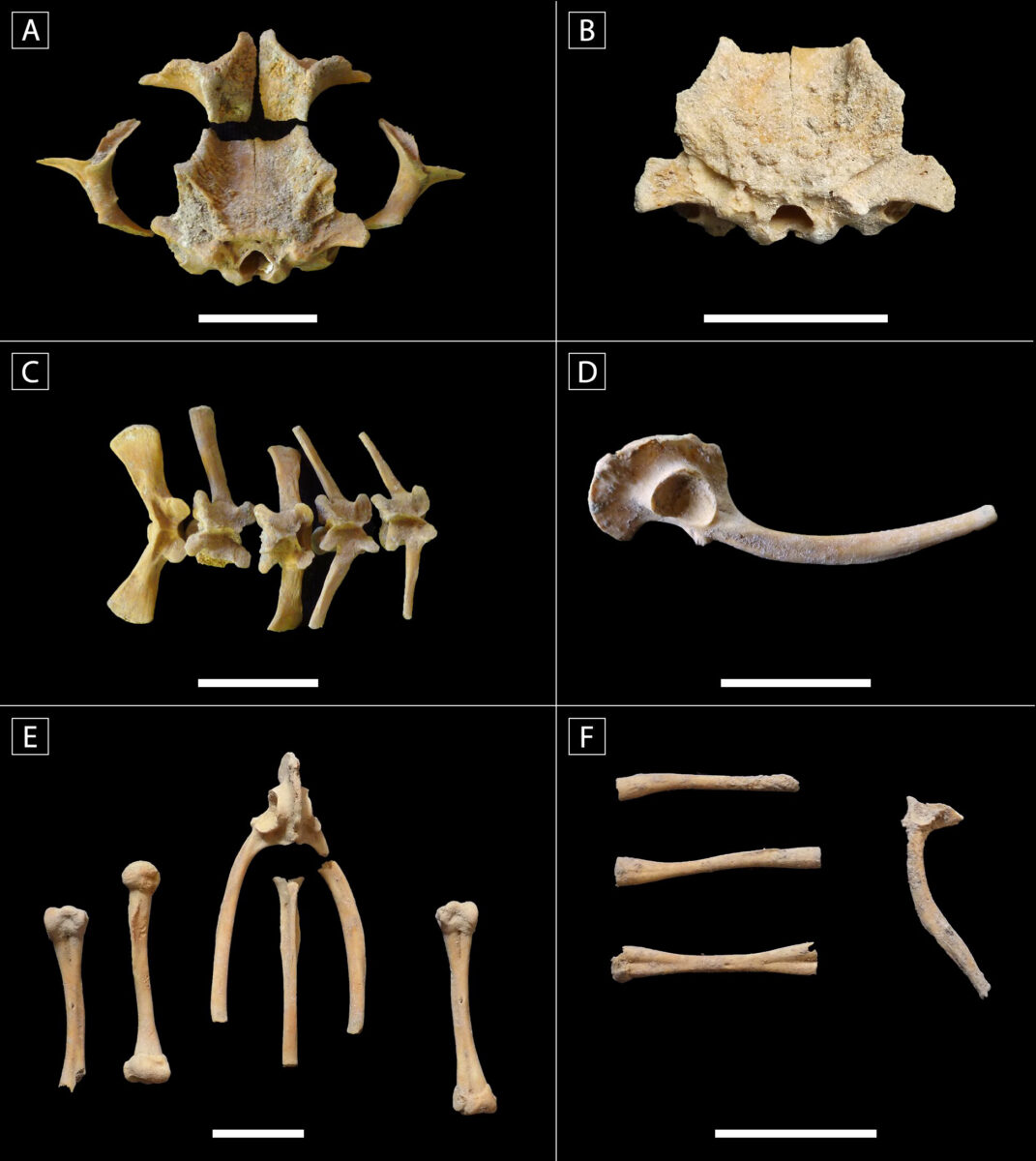 An assortment of toad bones was placed in the Los Sapos sweat bath offering. Credit: San Bartolo-Xultun Regional Archaeological Project