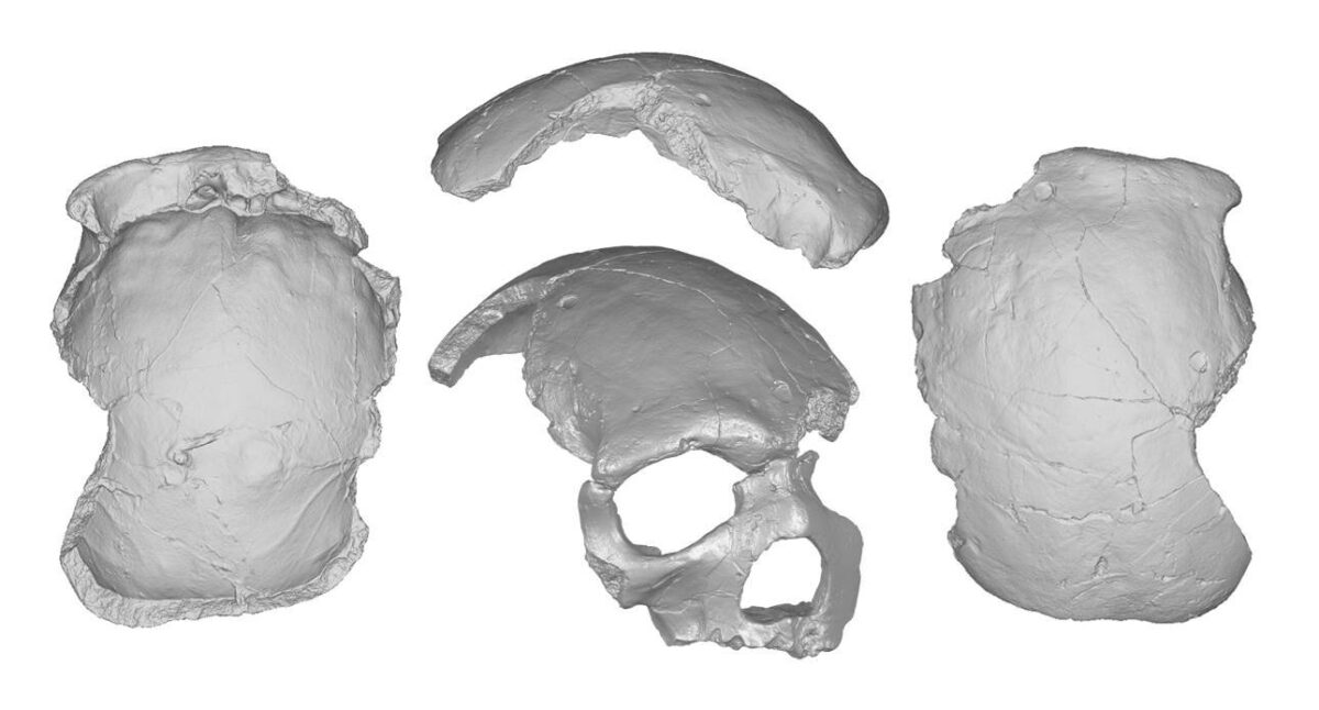 Florisbad skull. Credit: E. Bruner et al. 2020