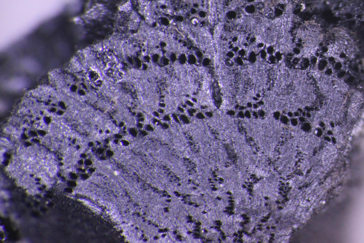 Microscope image of Iron Age oak twig from Tell Tayinat in Hatay, Turkey. Credit : Brita Lorentzen