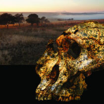 Fossil shows small-scale evolutionary changes in an extinct human species