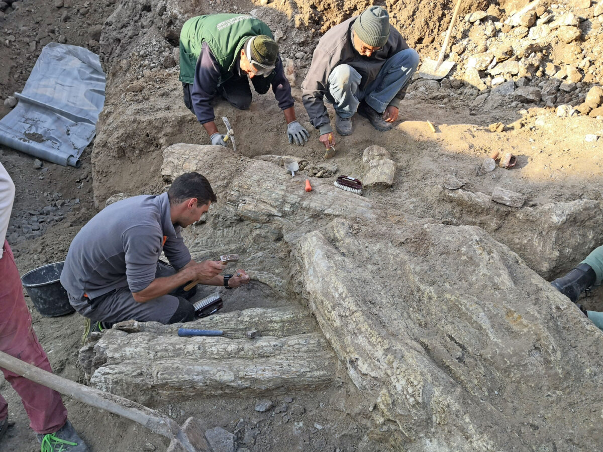 Fossilized tree trunk near Sigri (photo: AMNA)