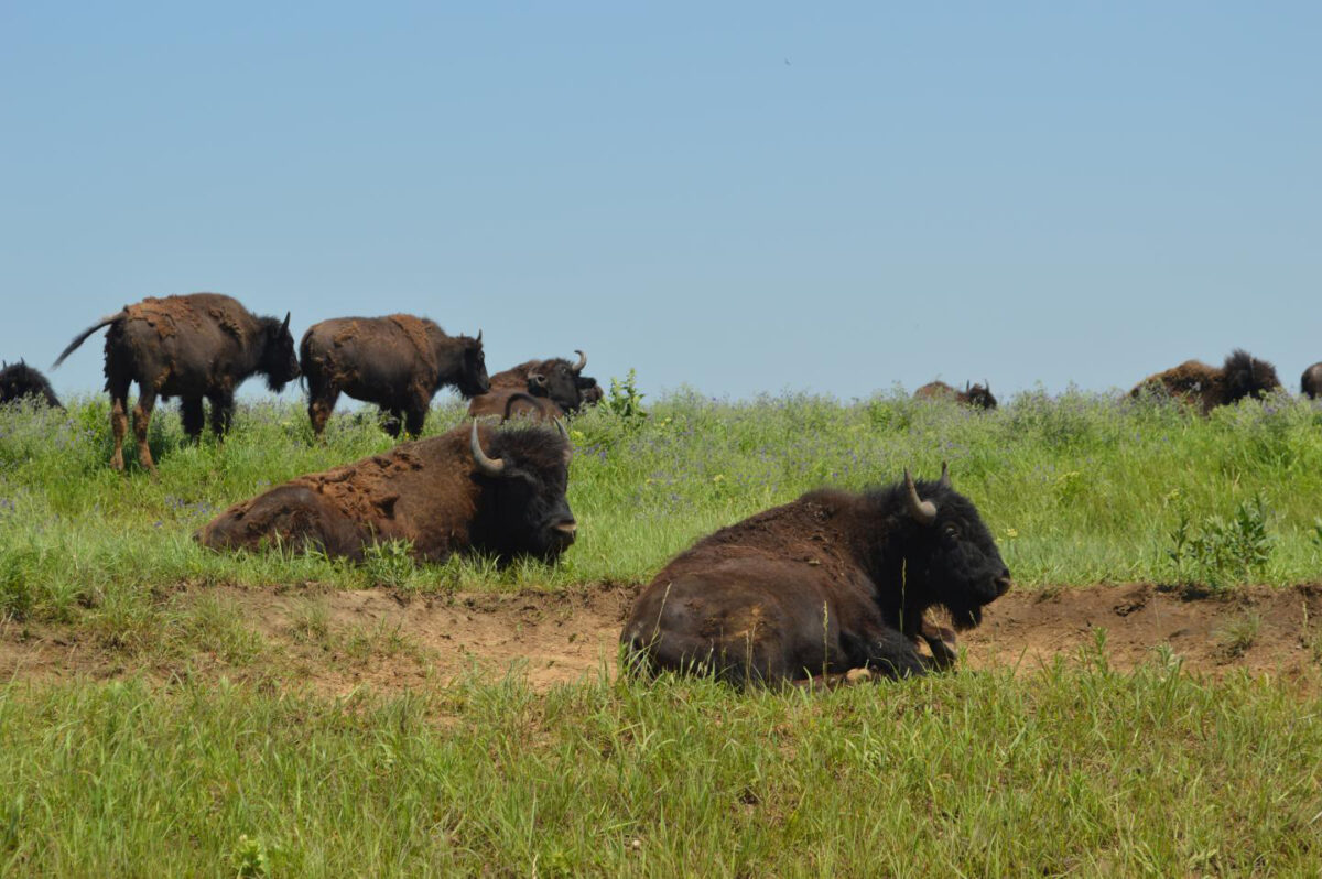 American bison at the Joseph H. Williams Tallgrass Prairie Preserve in Oklahoma. Credit : Natalie Mueller