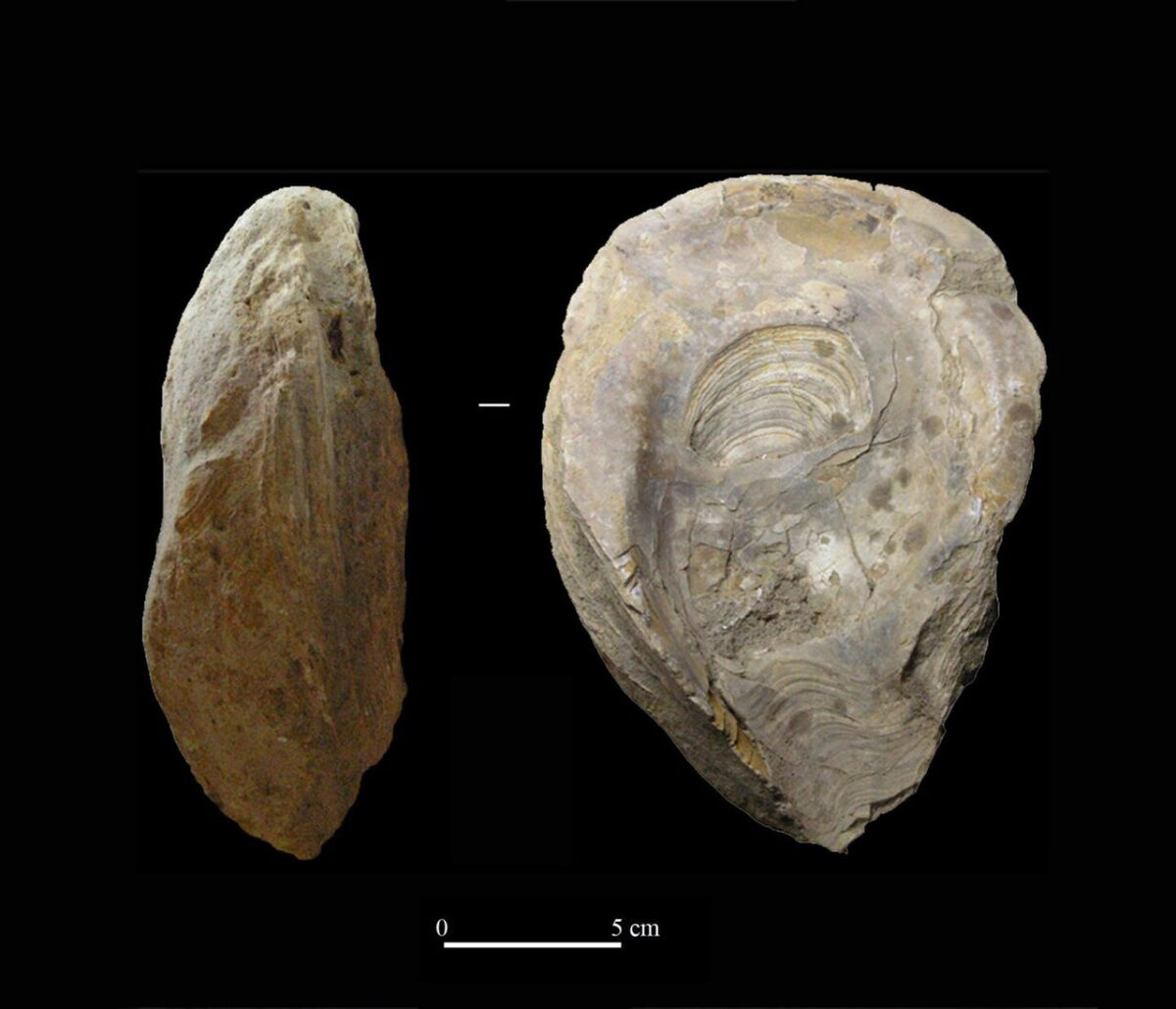 Lamp on fossil oyster. Credit: Universidad de Sevilla