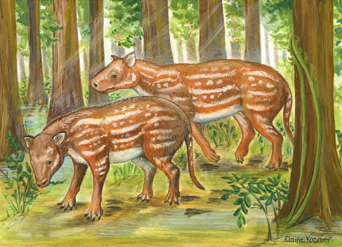 Life reconstruction of Cambaytherium (artwork by Elaine Kasmer). Credit : Elaine Kasmer