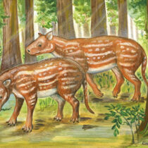 Indian fossils support new hypothesis for origin of hoofed mammals