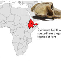 Mummified baboons shine new light on the lost land of Punt