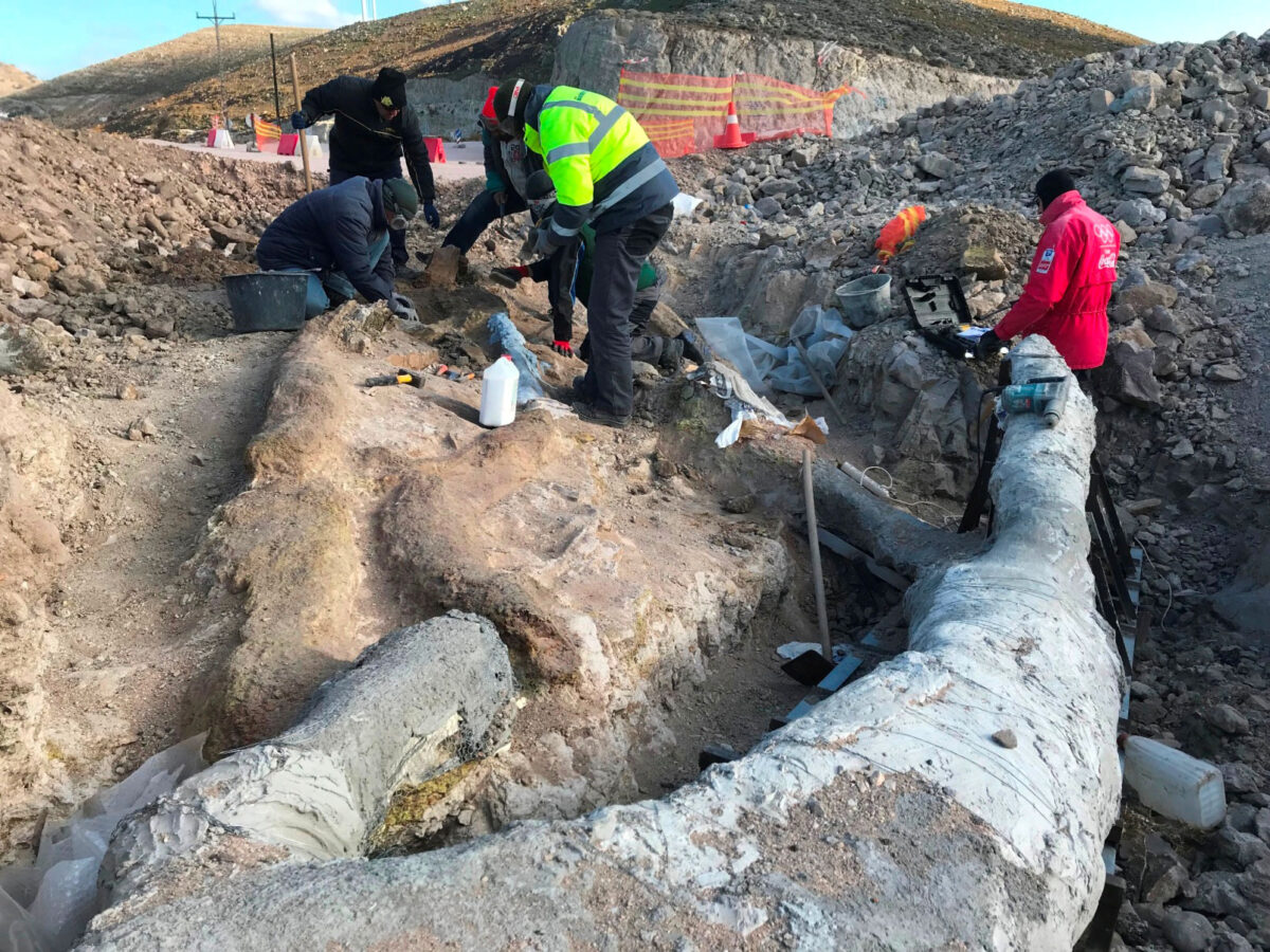The fossilized tree came to light during rescue excavations conducted along the Kalloni to Sigri highway.
