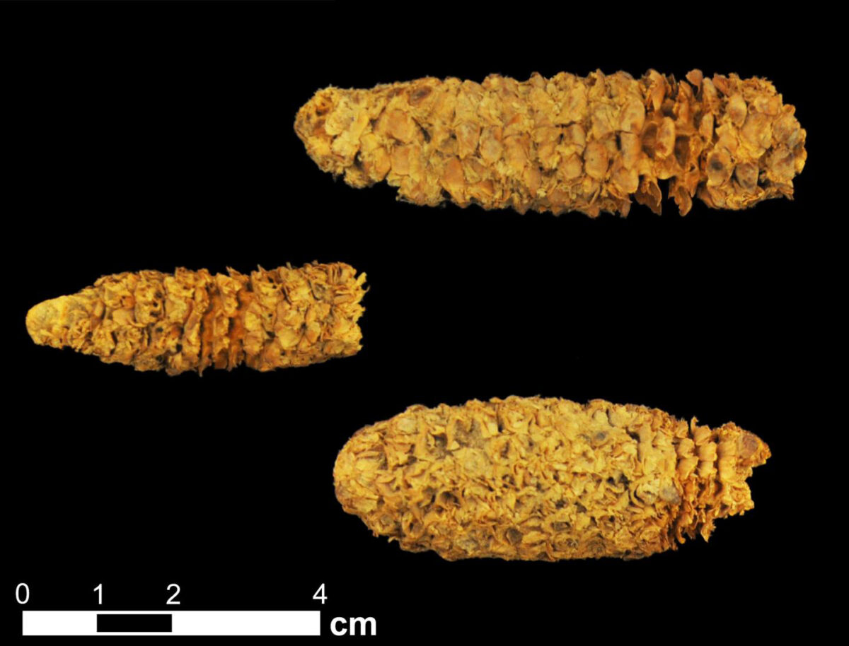  Three roughly 2,000-year-old corn cobs from the El Gigante rock shelter site in Honduras. Credit : Thomas Harper
