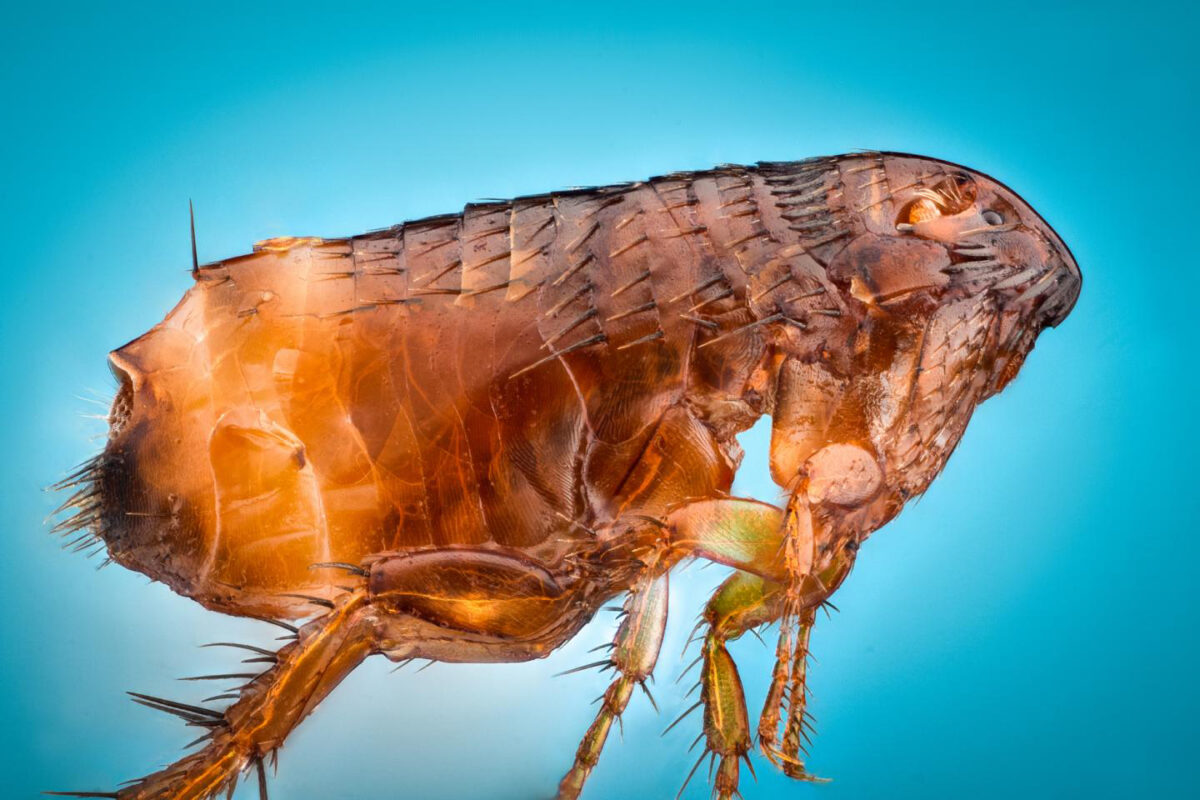 A living flea. Credit : NIGPAS
