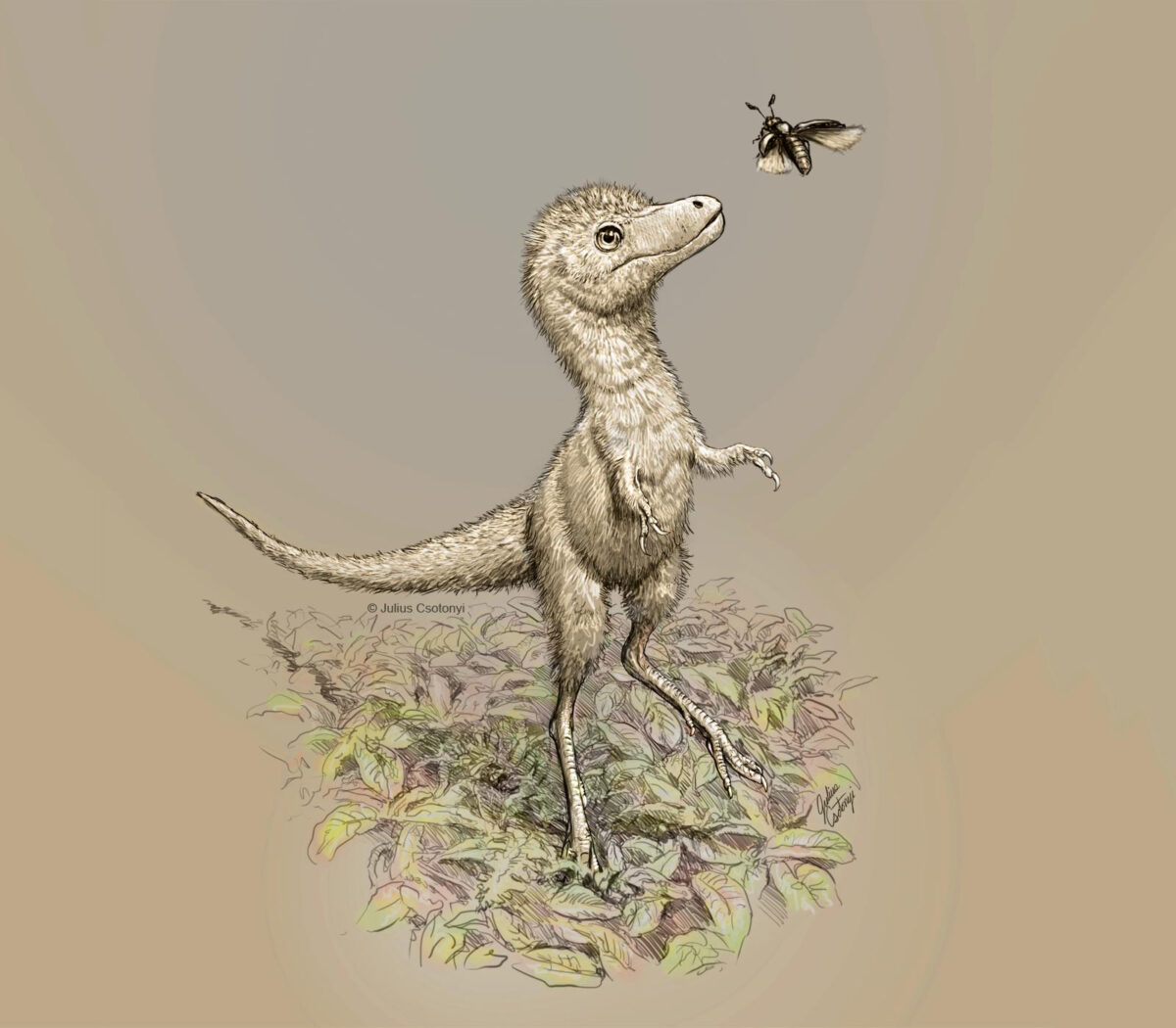 Artist’s impression of a juvenile tyrannosaur. Credit: Julius Csotonyi