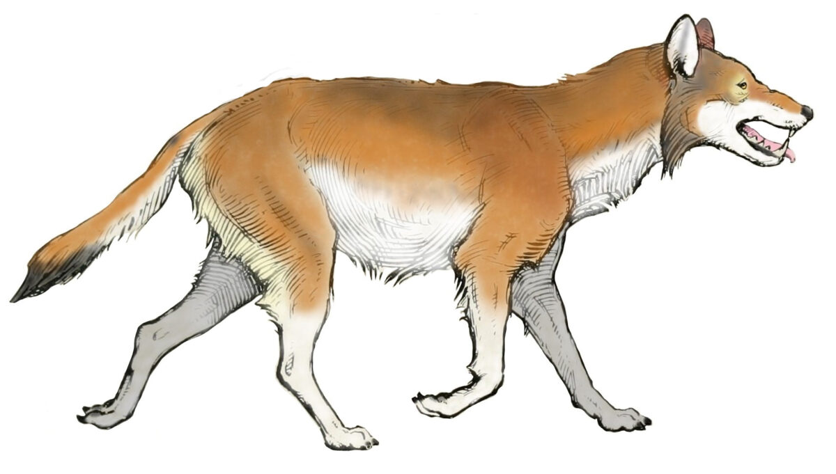 This is a modification of File:The American Museum journal (c1900-(1918)) (Canis dirus).jpg with the white background replaced with a transparent one. Image Credit : Erwin S. Christman - Public Domain