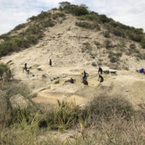 Hominins of Olduvai Gorge coped with ecological changes