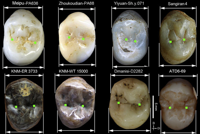 Comparison of the upper first molar of Meipu with other fossils from Africa, Asia and Europe. Credit: S. Xing et al 2021