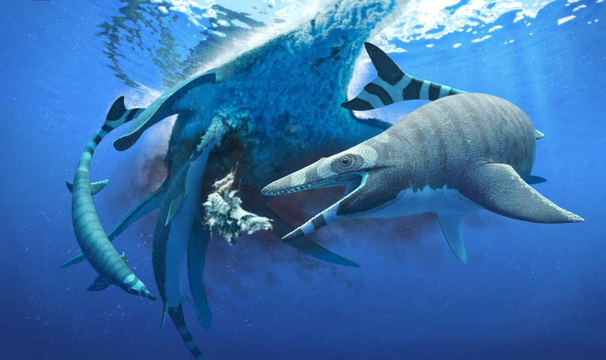 Xenodens calminechari was about the size of a small porpoise and had serrated shark-like teeth. Credit: Andrey Atuchin