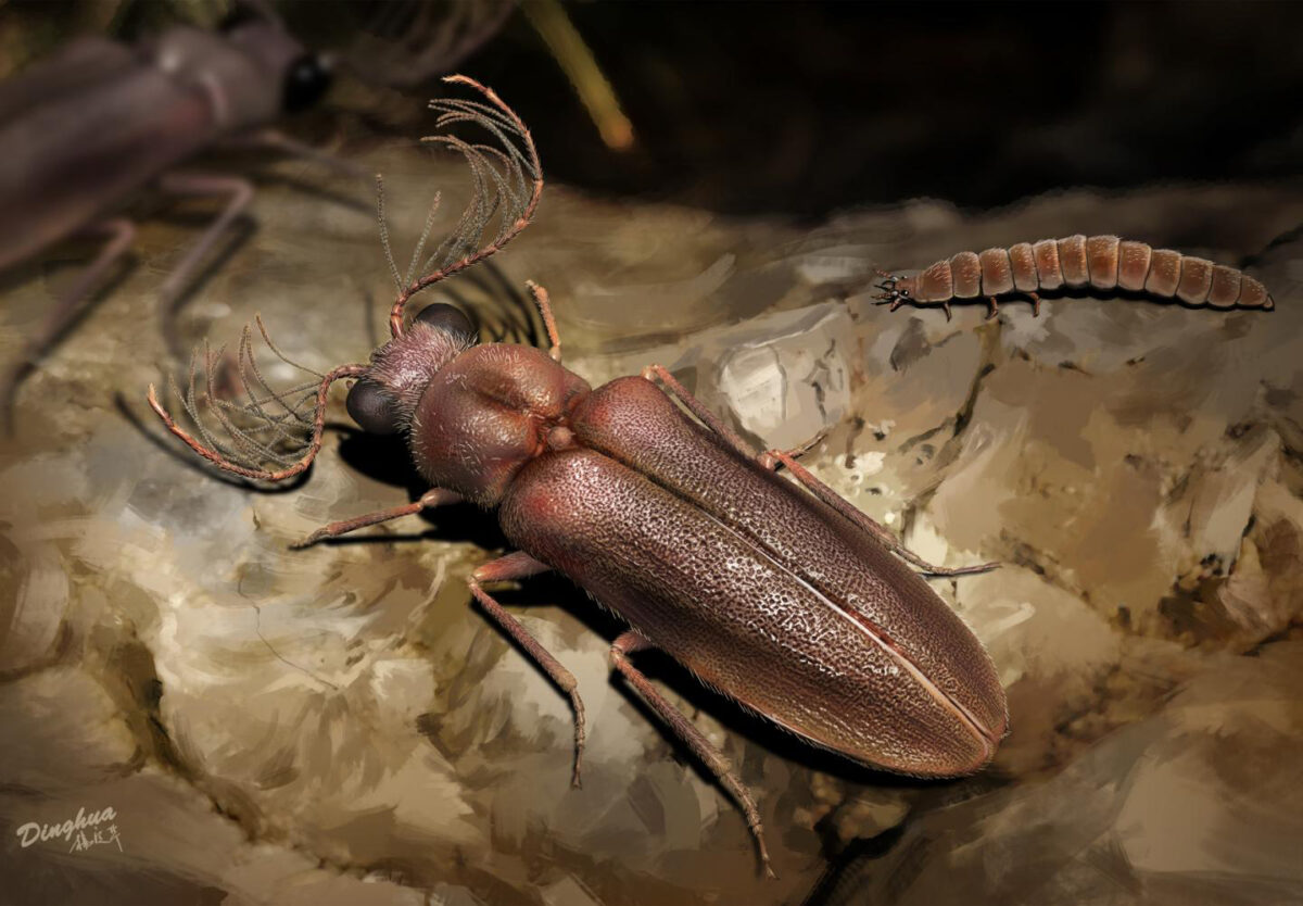 Ecological reconstruction of Cretophengodes azari
Credit: YANG Dinghua