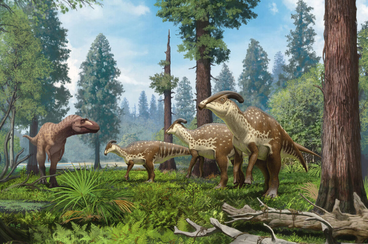 Life reconstruction of Parasaurolophus group being confronted by a tyrannosaurid in the subtropical forests of New Mexico 75 million years ago. Credit: Copyright Andrey Atuchin, Denver Museum of Nature & Science.