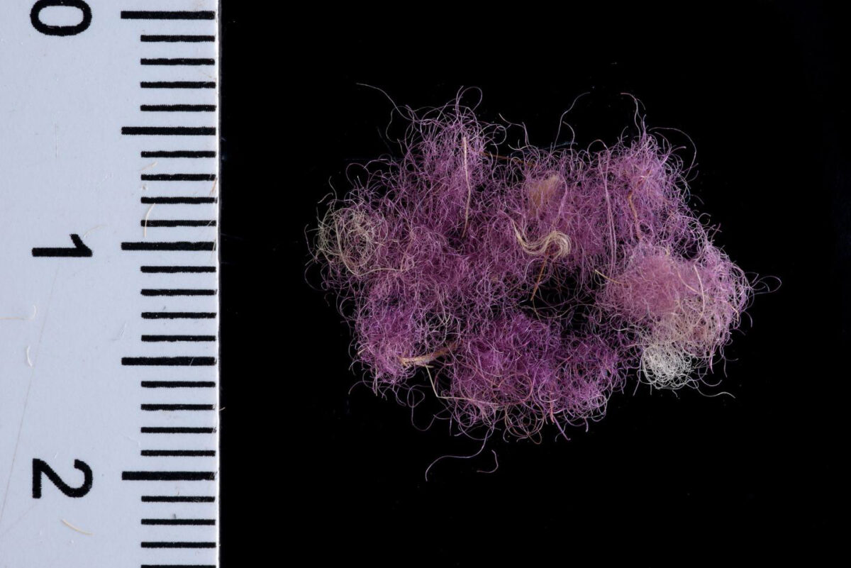 Wool fibers dyed with Royal Purple,~1000 BCE, Timna Valley, Israel. Credit : Dafna Gazit, courtesy of the Israel Antiquities Authority