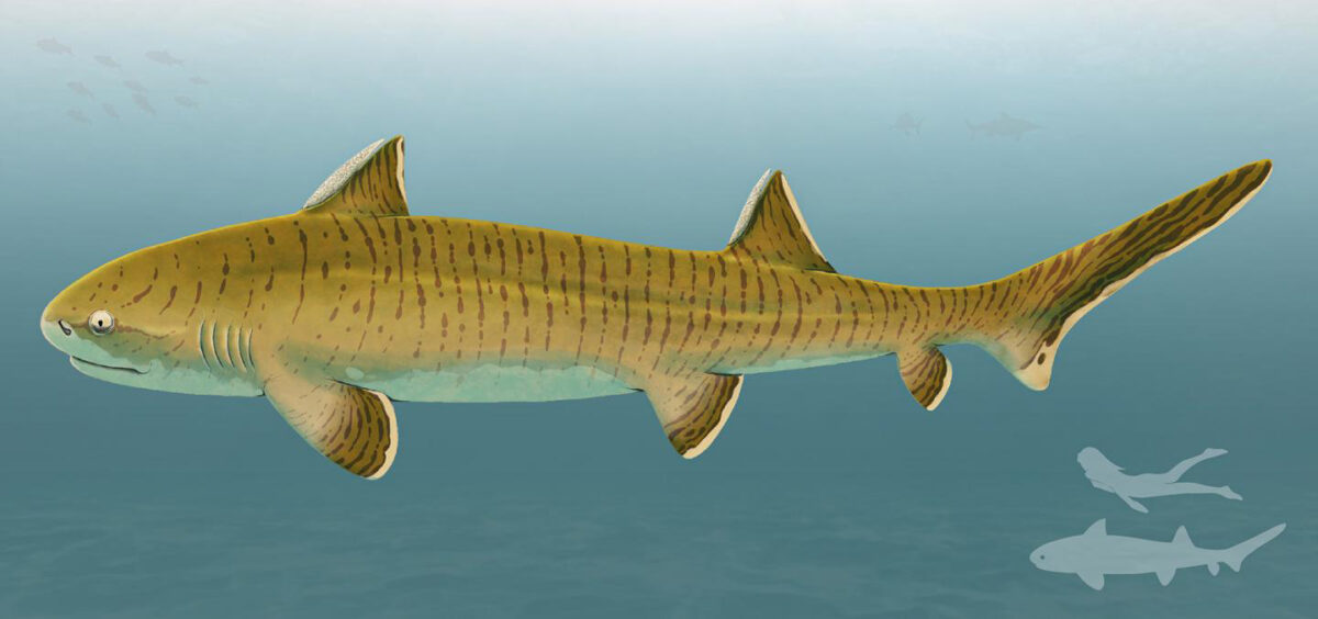 Tentative life reconstruction of the hybodontiform shark Asteracanthus; for scale see silhouettes at the right lower corner. Credit: © Sebastian Stumpf/Fabrizio De Rossi