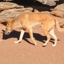 Wolves, dogs and dingoes, oh my