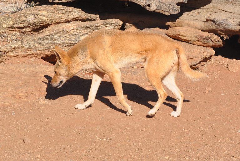 Australian dingoes are not wolves, but are also not dogs, and through evolution are somewhere between. Though also canids, dingoes are well-adapted to the Australian landscape and survive much better than feral dogs in the outback. Image : Greg Retallack