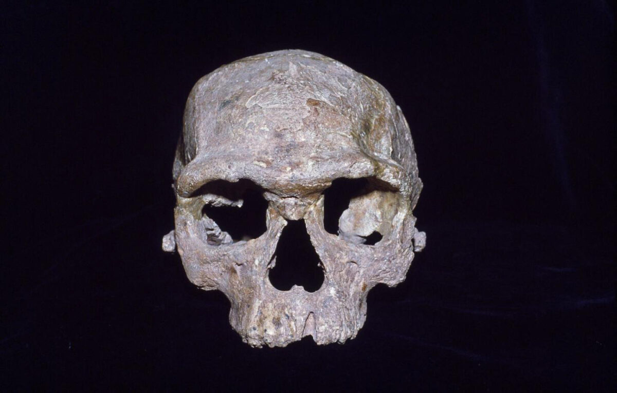 This cranium from Jebel Irhoud in Morocco is often called a modern human ancestor. The meaning of that ancestry is discussed and disentangled in a new study by Bergstrom and colleagues. Credit : Chris Stringer