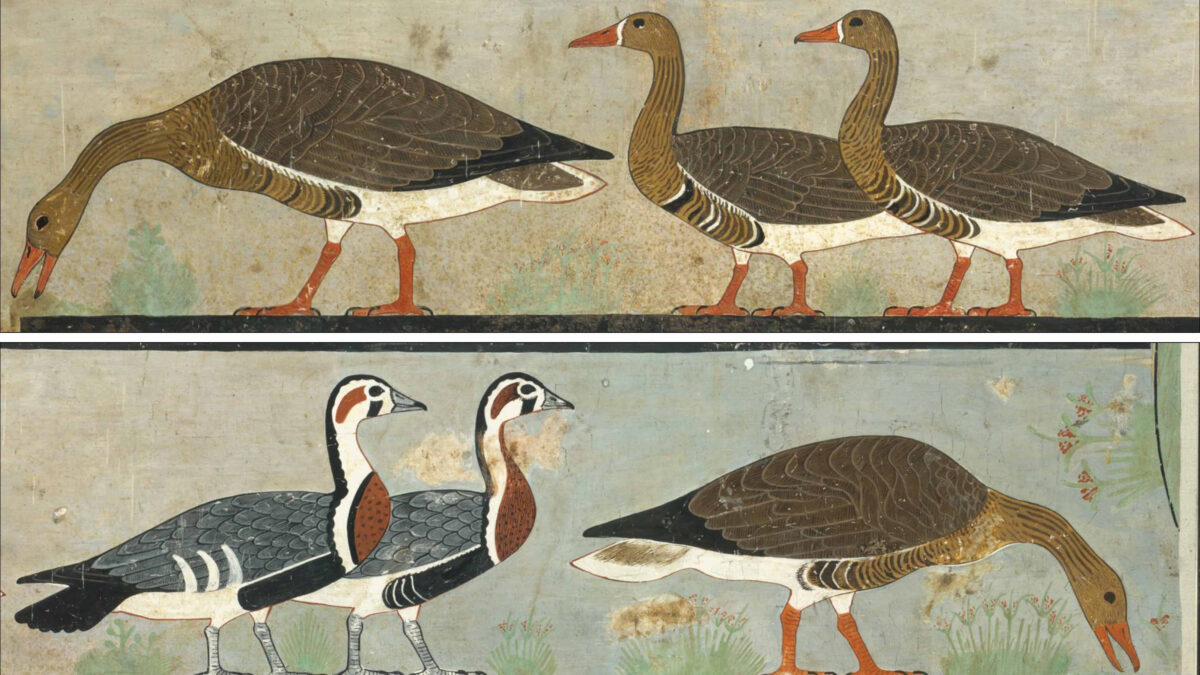 ‘Meidum Geese’, Chapel of Itet, mastaba of Nefermaat and Itet (Dynasty 4), Meidum, Egypt. Image: C.K. Wilkinson.