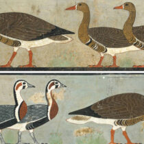 Extinct goose revealed by ancient art study
