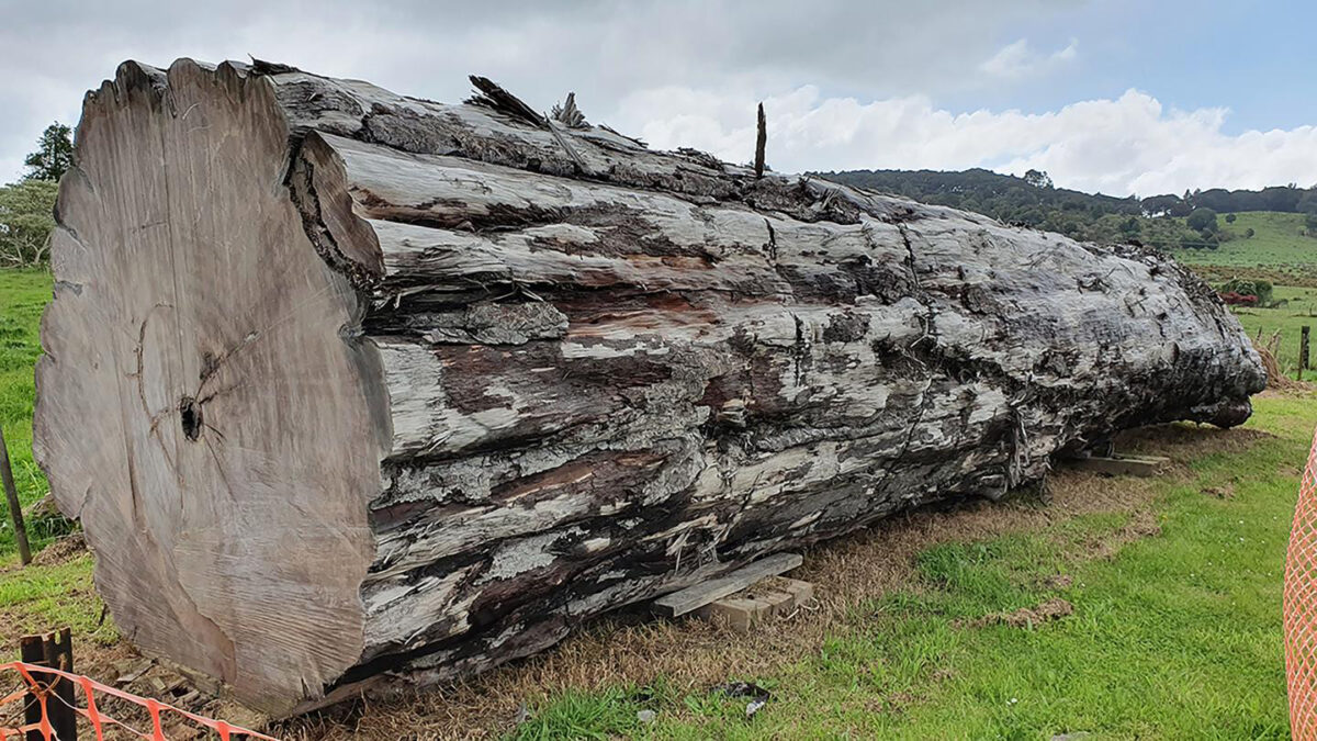 Ancient kauri tree log from Ngawha, New Zealand. Credit : Nelson Parker