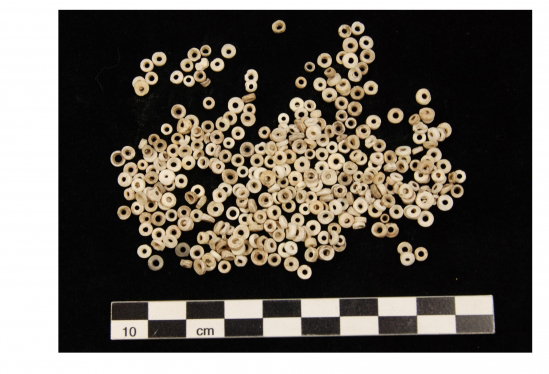 Chumash cupped beads from purple dwarf olive sea snails (Olivella biplicata). Photo Credit: LYNN GAMBLE / SBMNH COLLECTION