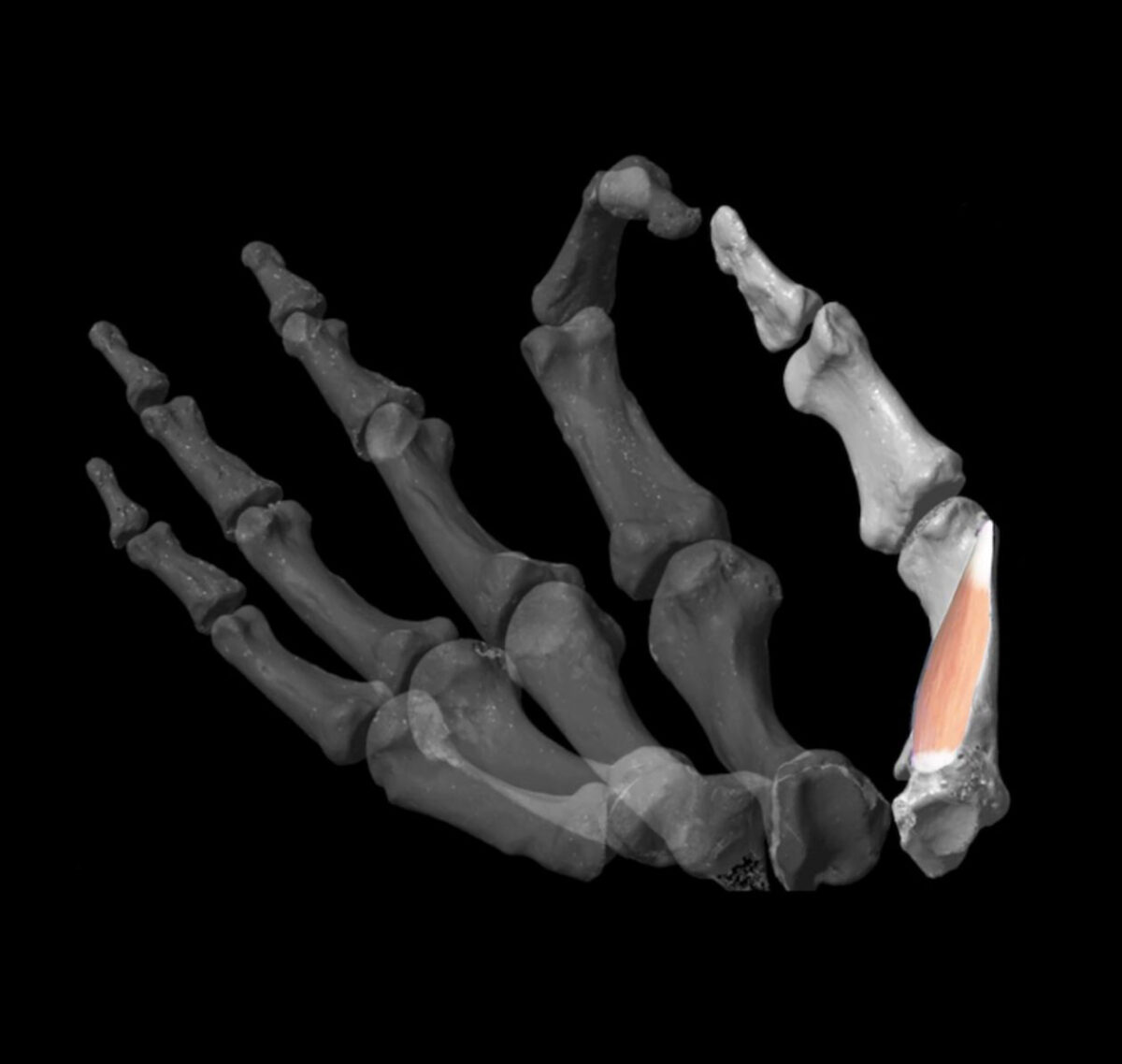 Aspect of the virtual model developed by the researchers to assess thumb dexterity in the fossil record. Copyright: Image: Katerina Harvati, Alexandros Karakostis, Daniel Häufle