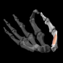 Thumb dexterity helped spark the development of human culture