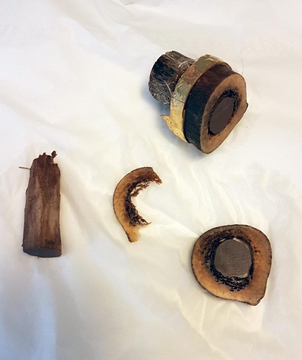 A piece of the femur, believed to be of St James the Younger, mounted on a wooden peg and with a gilded ring. Credit : Kaare Lund Rasmussen/SDU