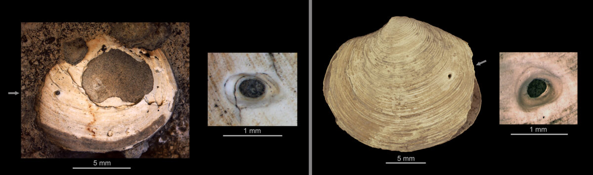 Two drilled specimens of the bivalve Nymphalucina occidentalis and close-ups of drill holes. Courtesy of Drs. Adiel Klompmaker and Neil Landman.