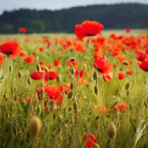 How flowering plants conquered the world