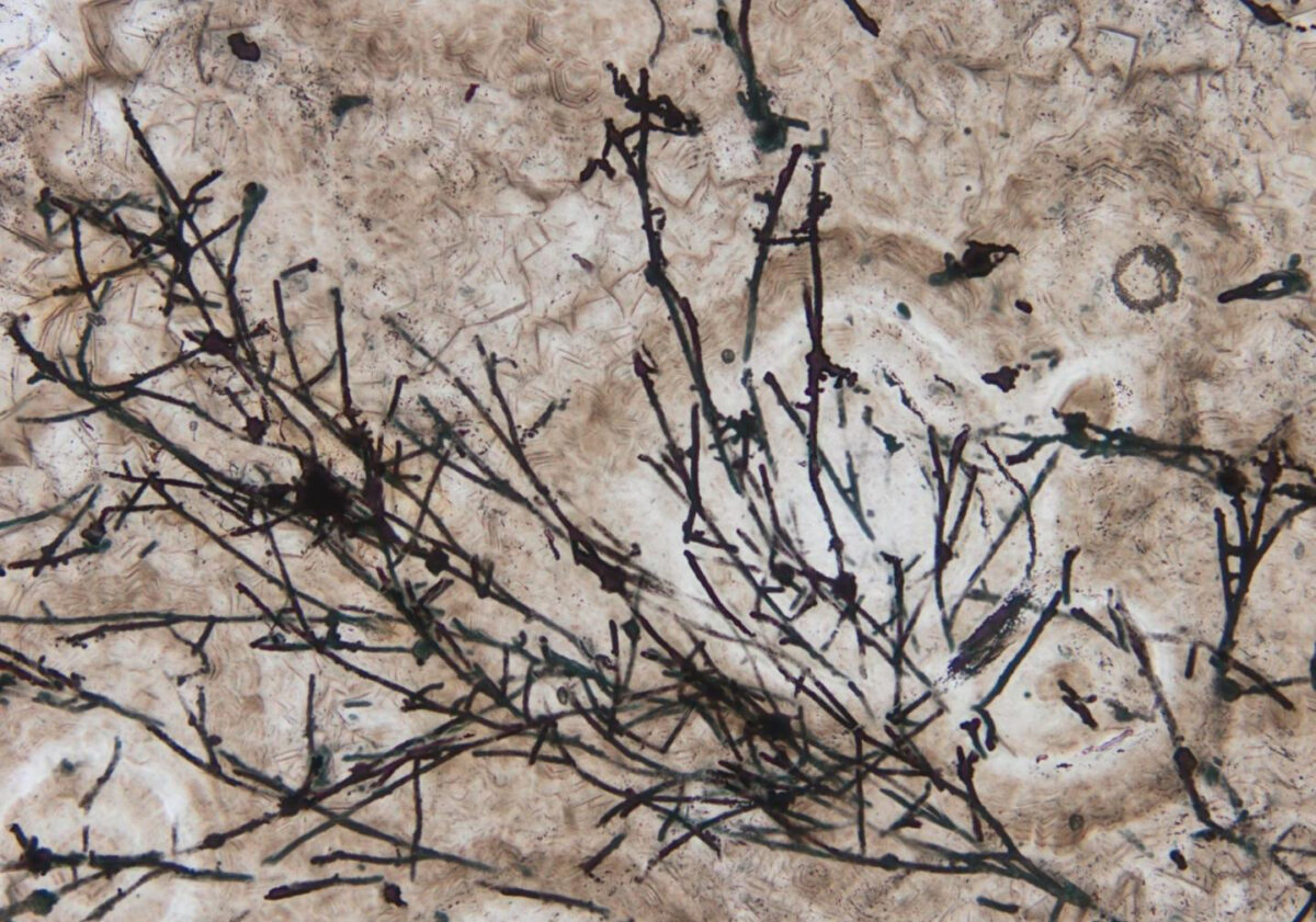 Microscopic image of the fungus-like filamentous microfossils. Credit: Andrew Czaja of University of Cincinnati. Credit :  Andrew Czaja of University of Cincinnati.