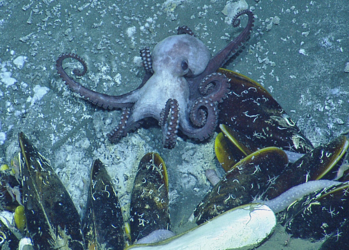 The octopus Muusoctopus johnsonianus at a modern cold seep off Grenada. Courtesy of Drs. Adiel Klompmaker and Neil Landman with permission of the Ocean Exploration Trust Inc.