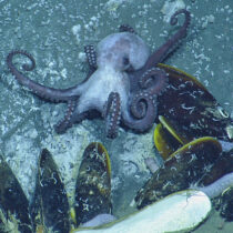 Evidence of predation by octopuses pushed back by 25 million years