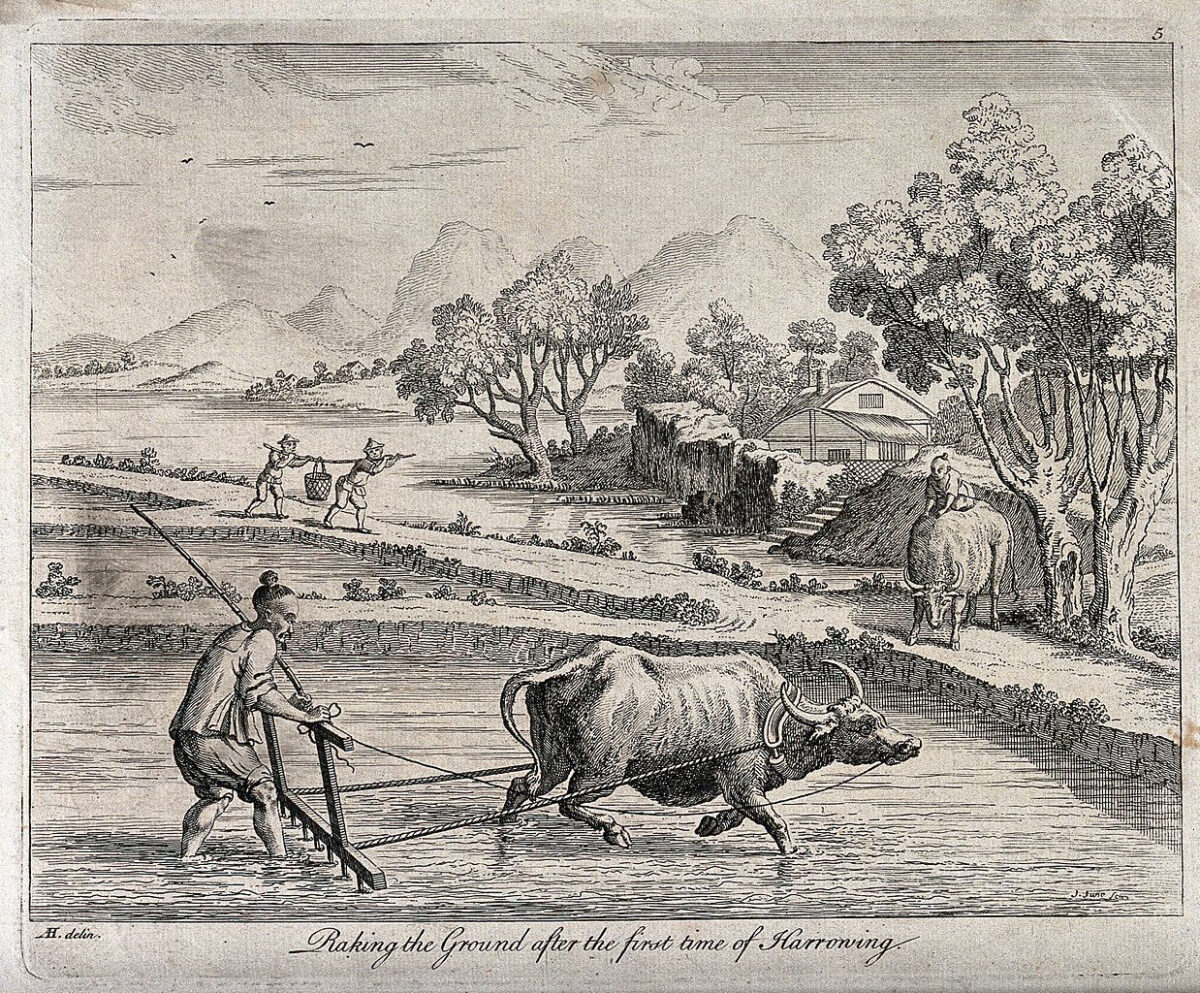 Agriculture: raking rice paddies in China with an ox-drawn plough. Engraving by J. June after Augustin Heckel. Credit : Wellcome Images. This file is licensed under the Creative Commons Attribution 4.0 International license.