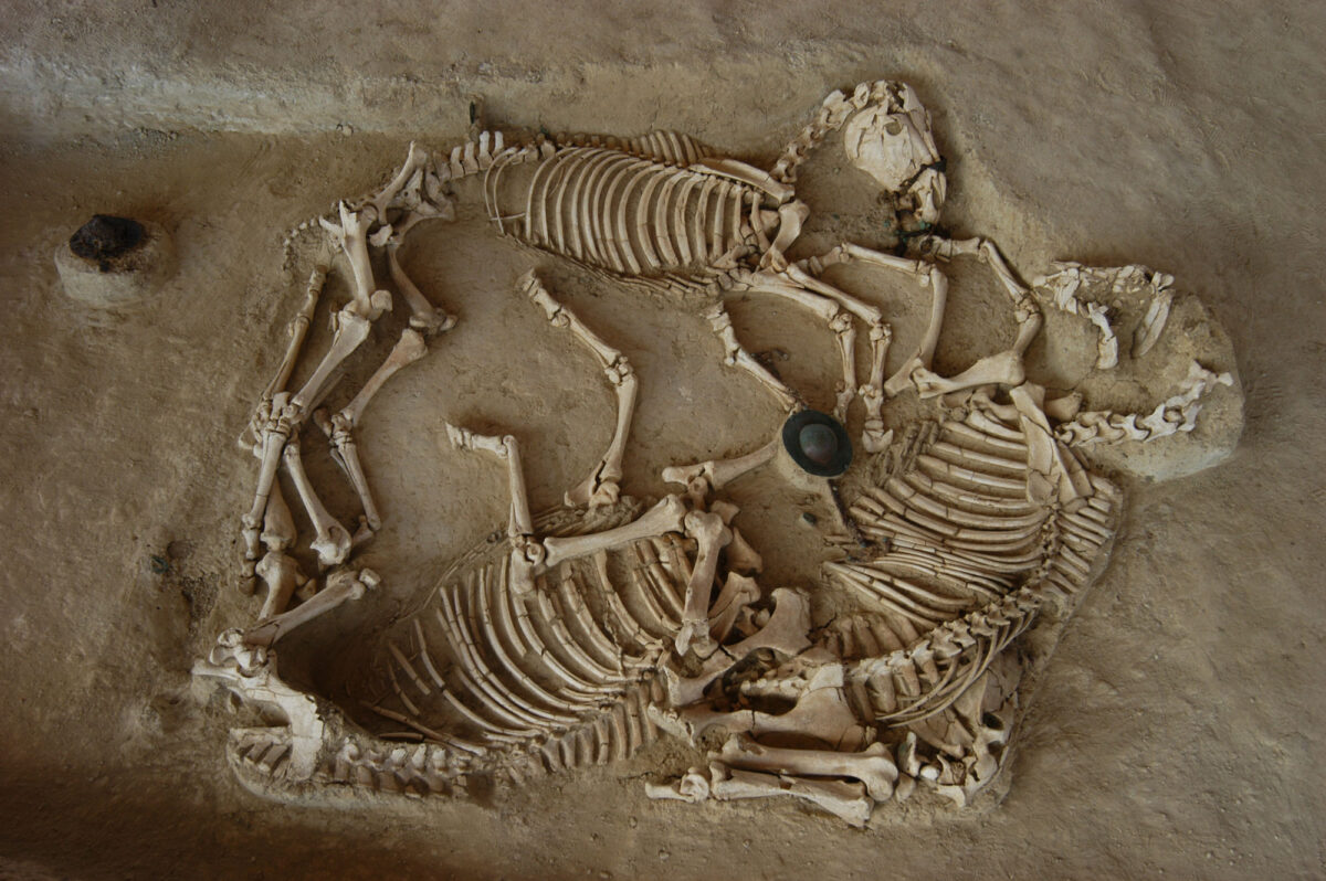 Burial of three horses at Mikri Doxipara-Zoni (photo: AMNA / Evros Ephorate of Antiquities , Domna Terzopoulou)