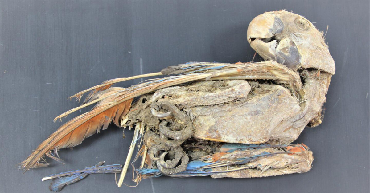 Mummified scarlet macaw recovered from Pica 8 in northern Chile. Calogero Santoro and José Capriles. Credit : Calogero Santoro, Universidad de Tarapacá, and José Capriles, Penn State
